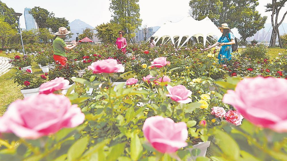福州第二届月季花展在三江口生态公园启幕