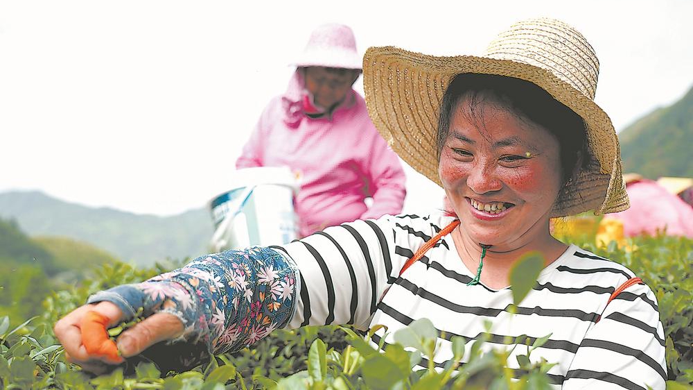 龙岩永定：千亩茶园助振兴
