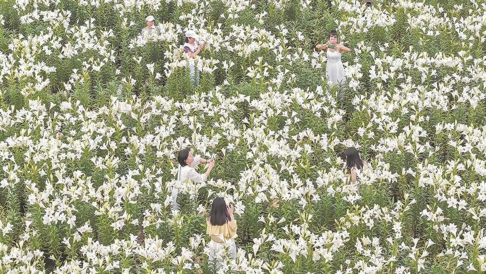 满城飞花尽芳菲