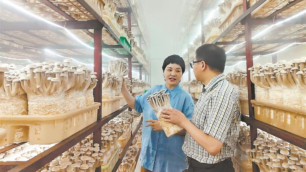 三明元利珍稀菇有限公司一片繁忙景象