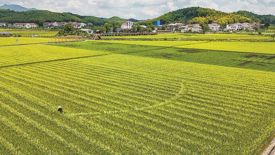 建宁县枫元村：制种户为早制杂交水稻授粉