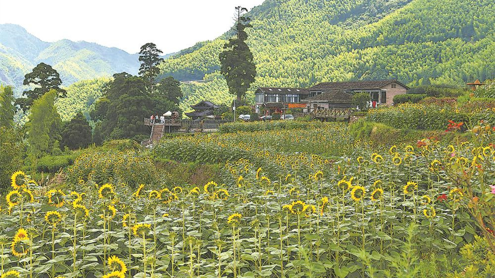 葵花绽放迎客来