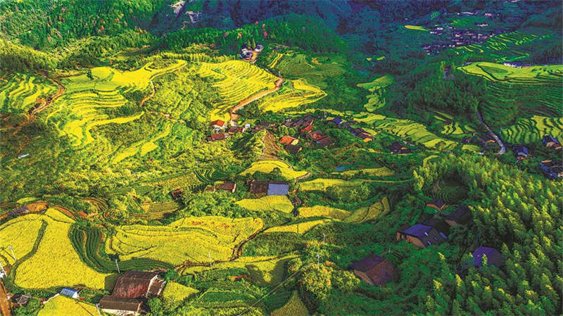 武夷山市吴屯乡后源村千亩梯田稻浪滚滚