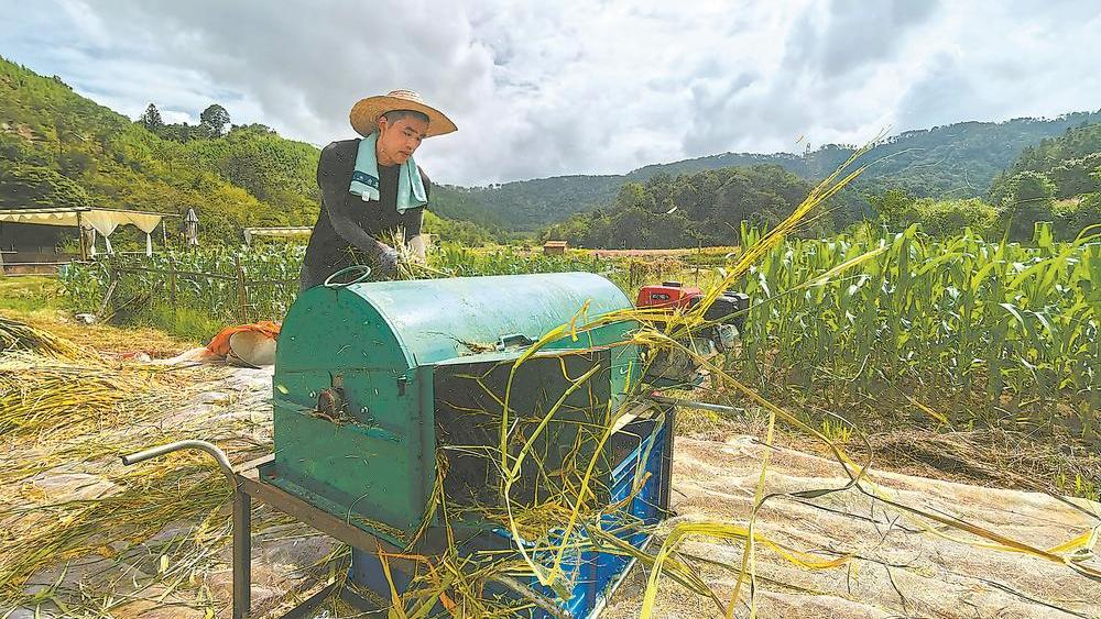 闽北田间地头呈现出一片忙碌景象
