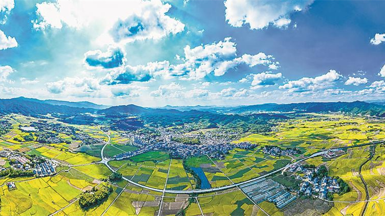 宁化县泉上镇连片的稻田进入收割旺季