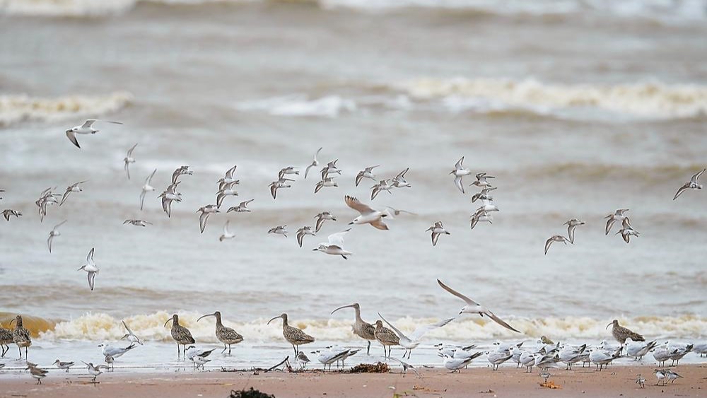闽江河口湿地进入候鸟秋季迁徙高峰期