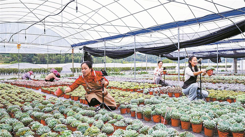 全省最大多肉产业园迎战“双11”
