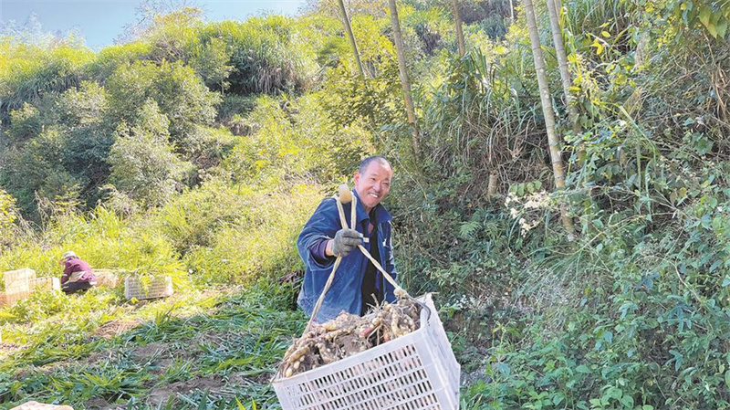 千亩姜田迎丰收
