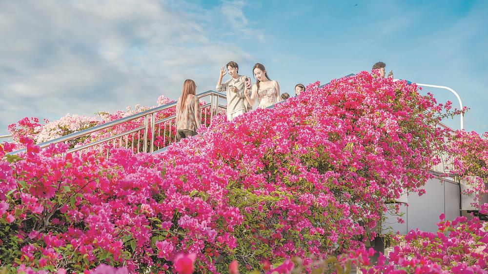 三角梅盛放厦门