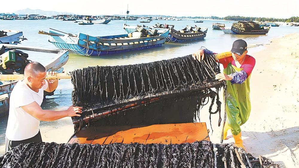 东山县西埔镇亲营村“头水”紫菜丰收