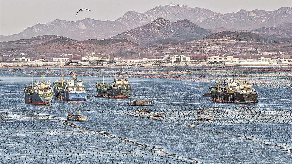 鲍鱼“南北转场”