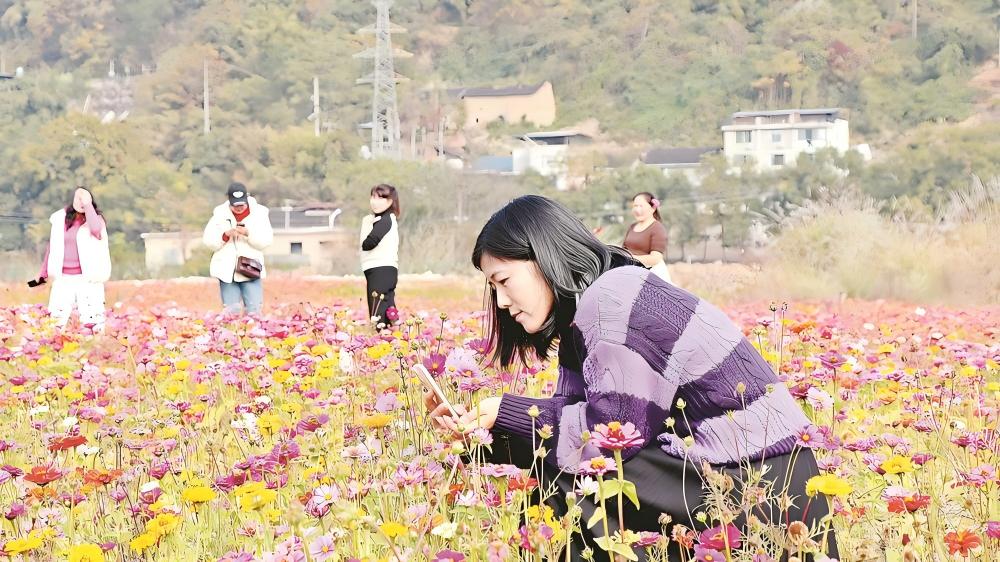 福安市穆阳镇葛兰坂的格桑花绚丽盛放