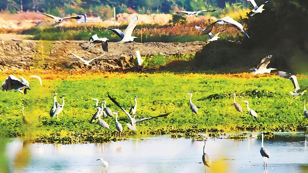 好生态引来候鸟栖
