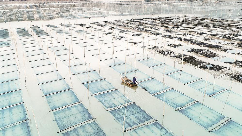 我省紫菜产销两旺