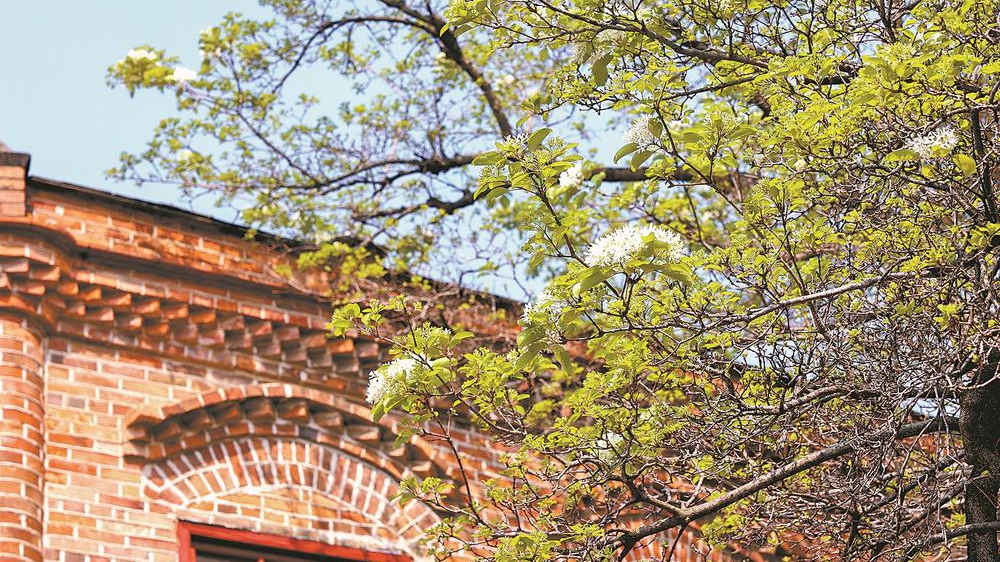 百年流苏映春光