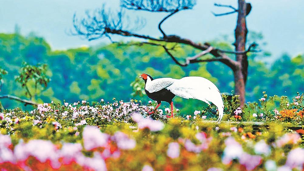 “林中仙子”翩跹杜鹃花海间