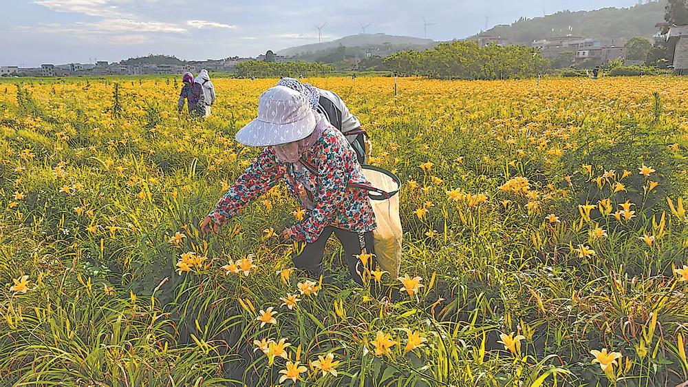 平潭苏平片区凤美村台湾金针花基地迎来丰收