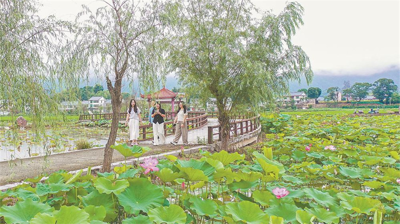 荷花绽放迎客来
