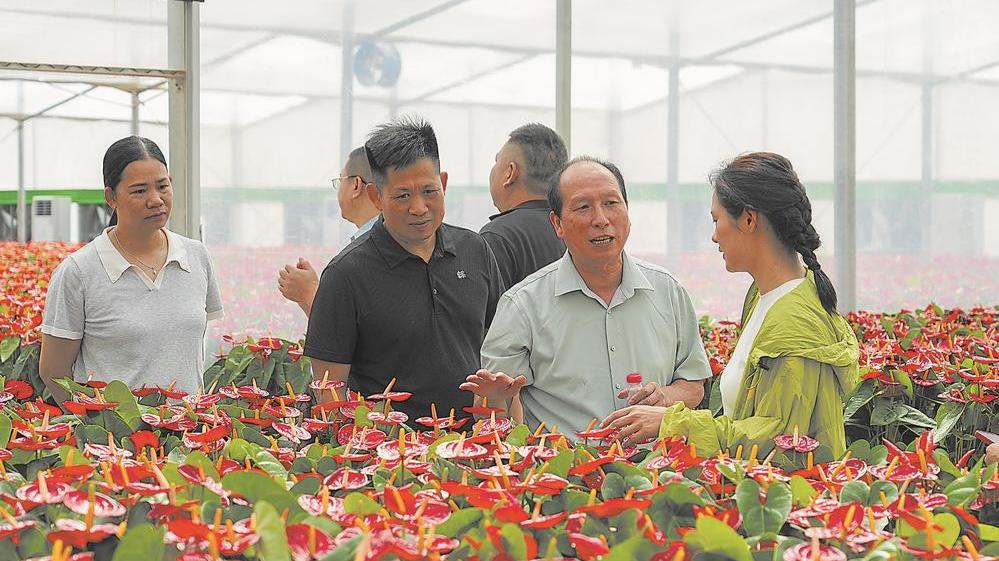 广龙协作 又迎花开