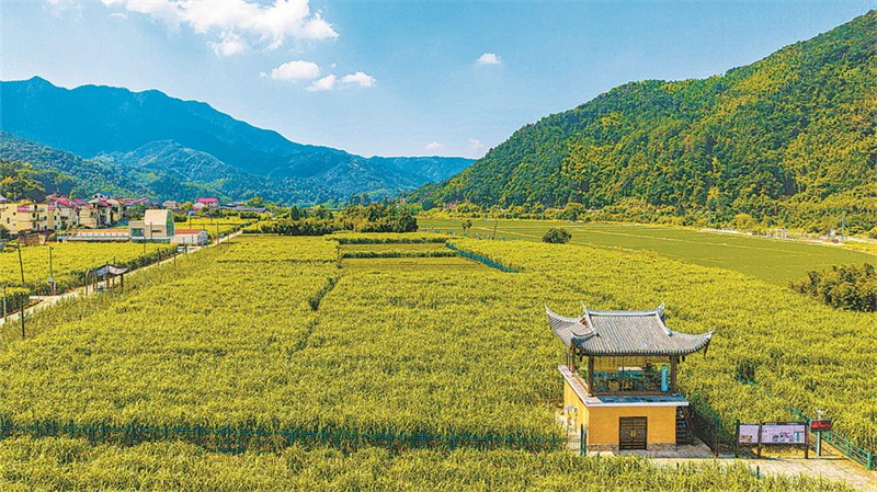 百年蔗 绿生金
