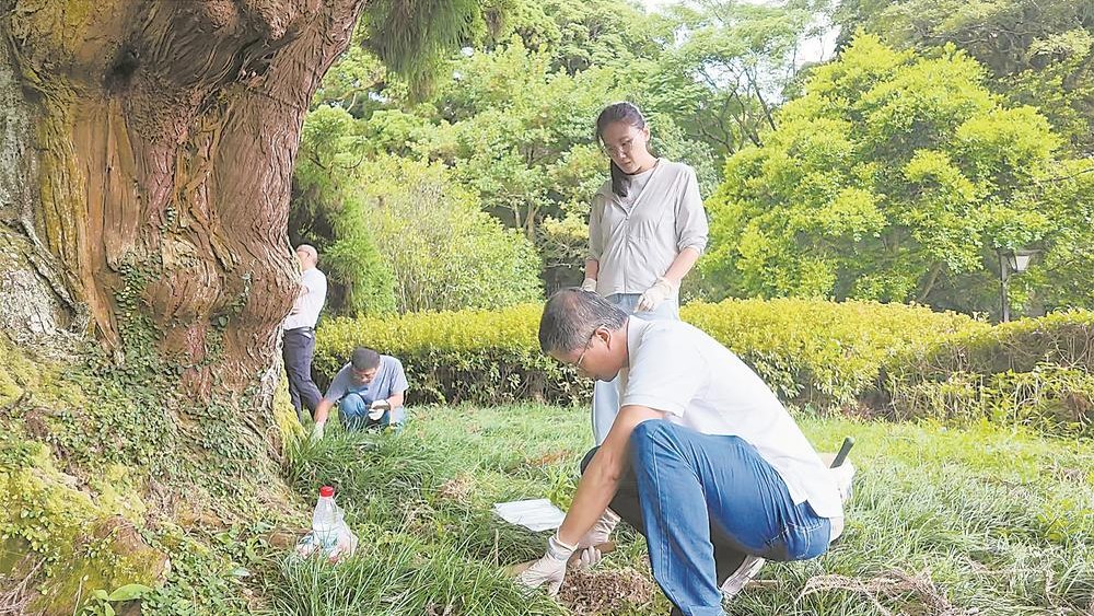 为千年古树“体检”