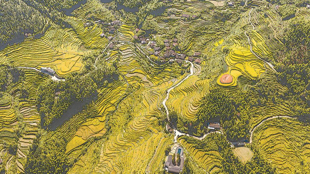 山坳梯田 金秋稻熟
