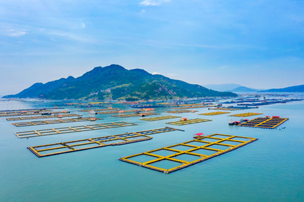 Ningde develops genomic breeding chips for large yellow croakers