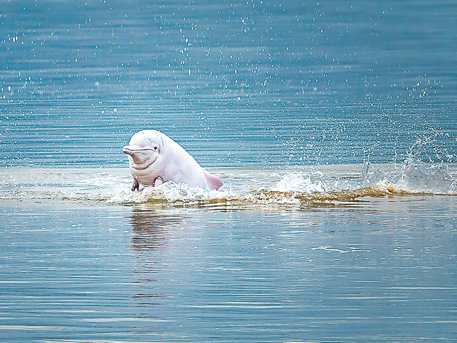 中华白海豚:霞光居处常作客