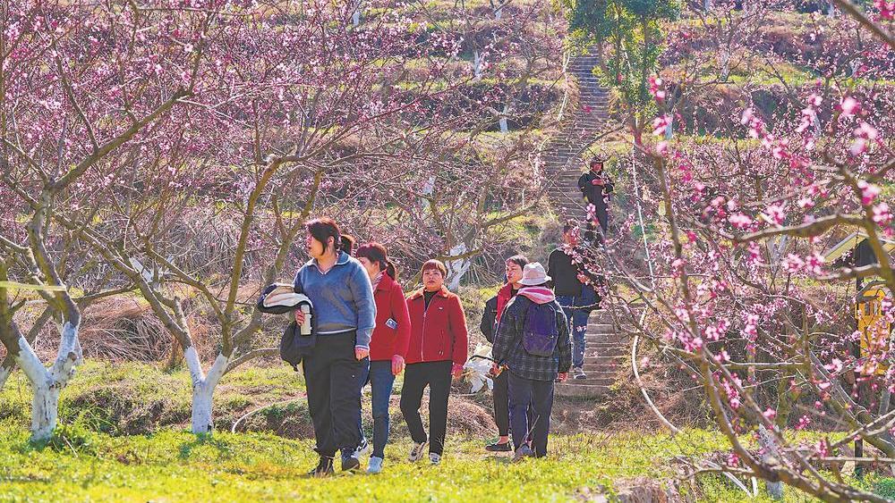 桃花开 满园香